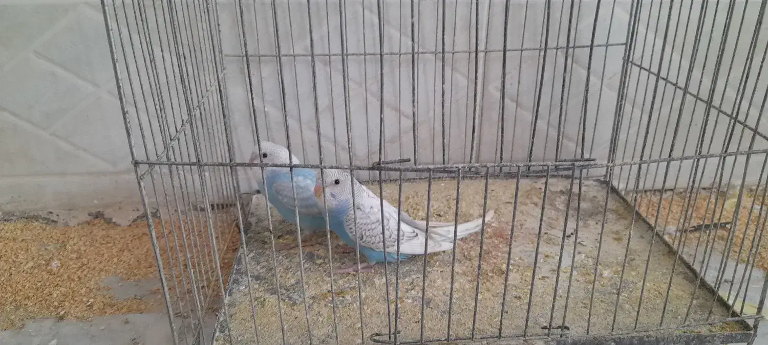 مرغ عشق|پرنده|بیرجند, |دیوار