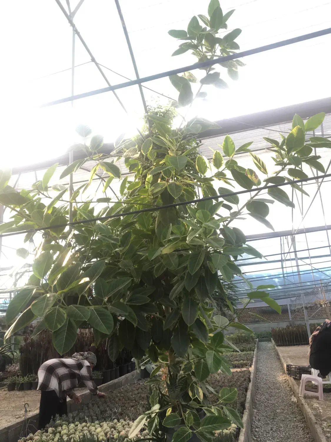 گل فیکوس ارتیسما|گل و گیاه طبیعی|صفادشت, |دیوار