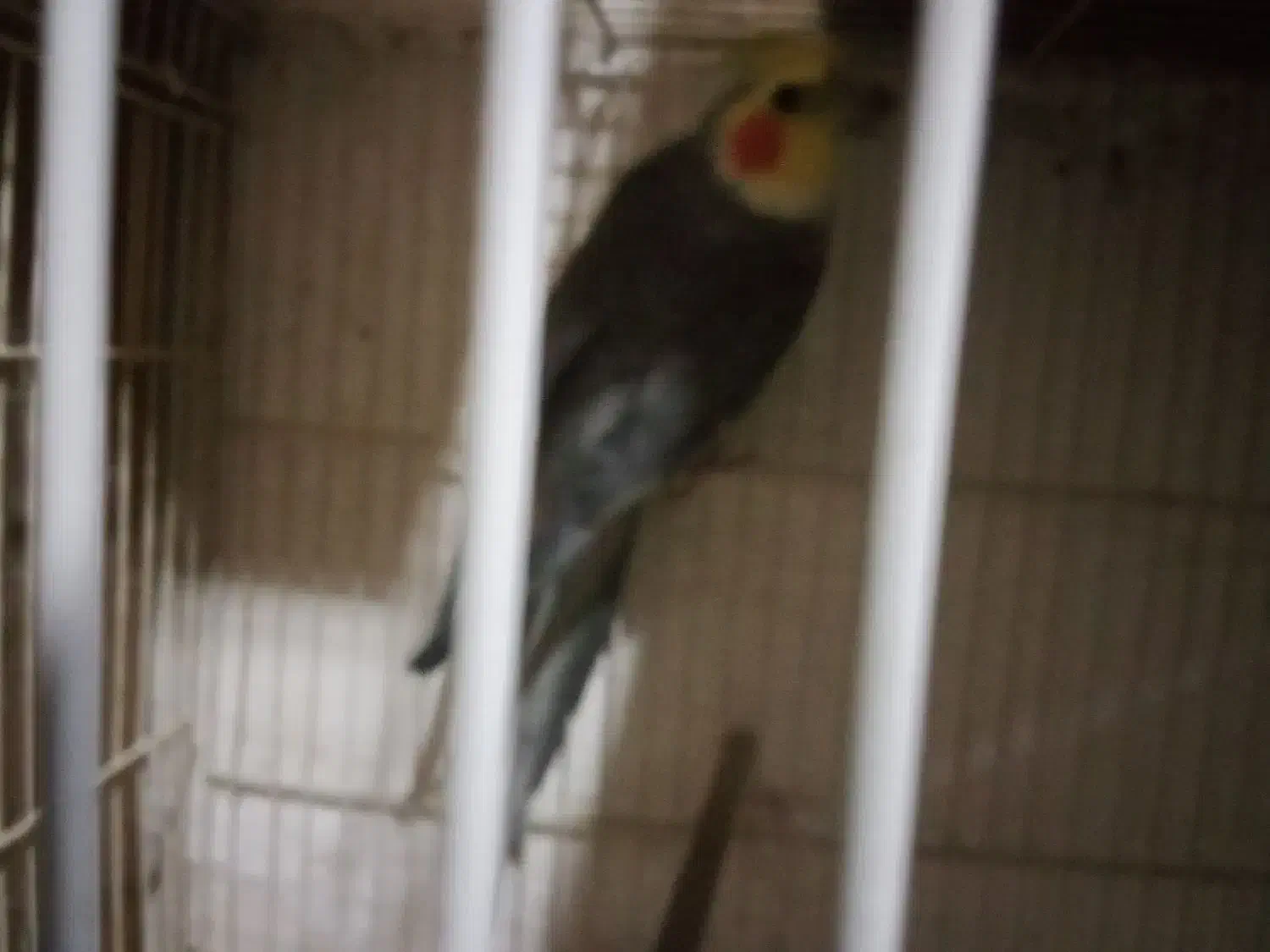 عروس سیامون نربالغ سه عدد|پرنده|تربت‌حیدریه, حسنی بالا|دیوار