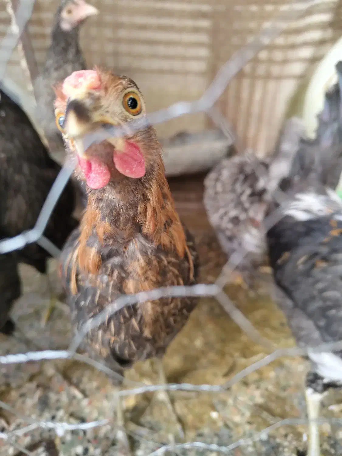 جوجه گلین|حیوانات مزرعه|مبارکه, |دیوار