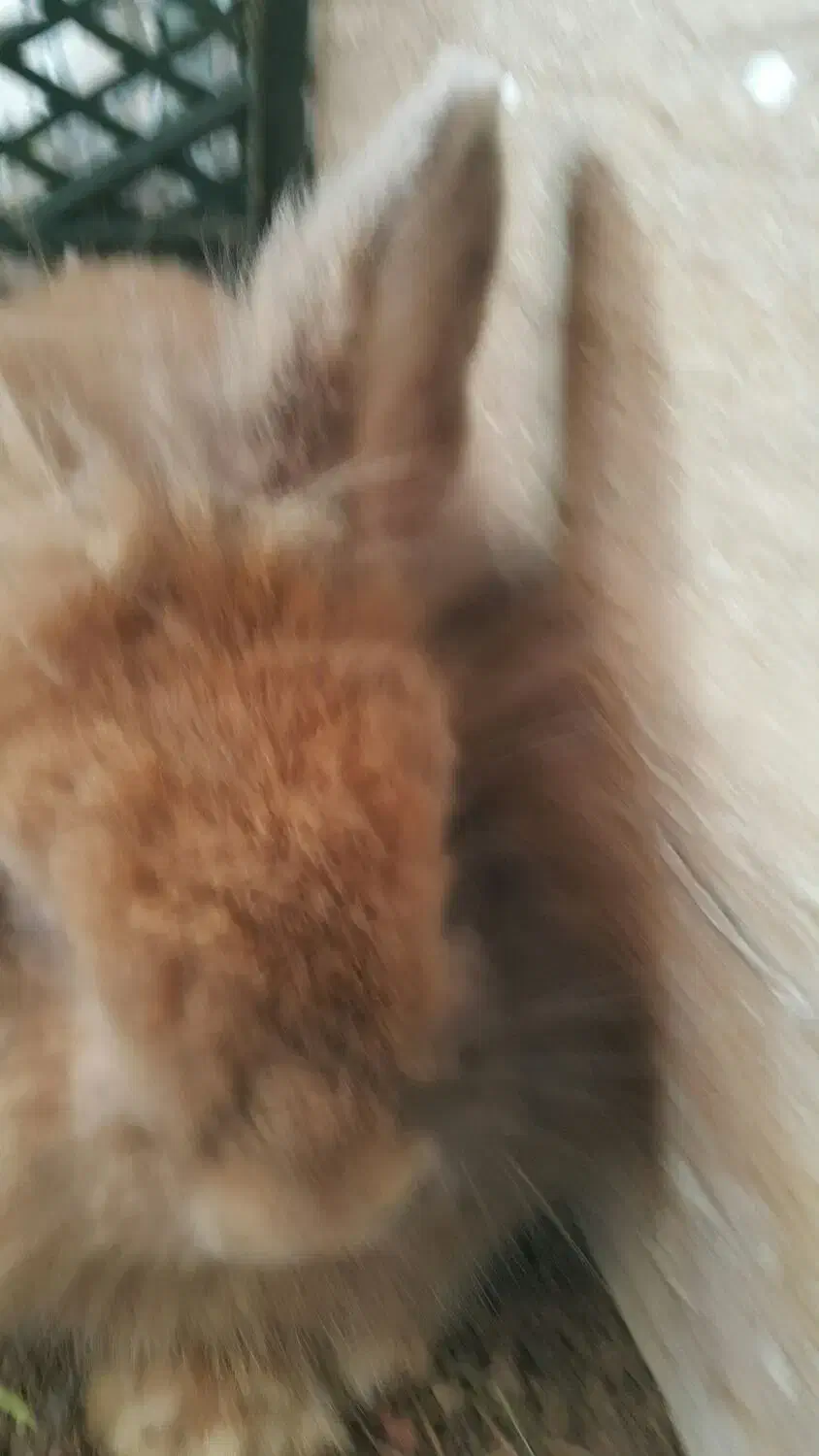 یک عدد خرگوش نر هلندی ۸ ماهه بالغ|موش و خرگوش|اردبیل, |دیوار