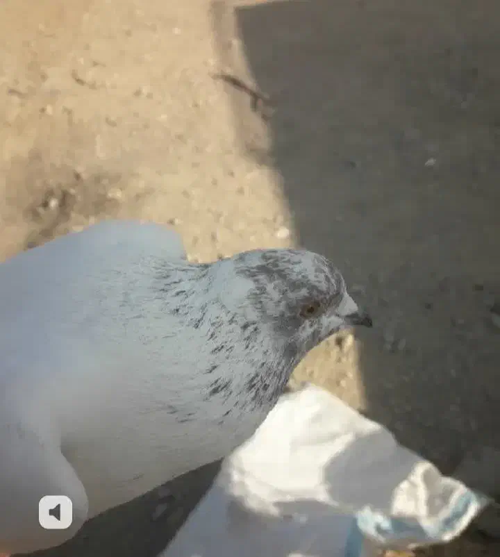 کبوتر پرشی|پرنده|فولادشهر, A2|دیوار