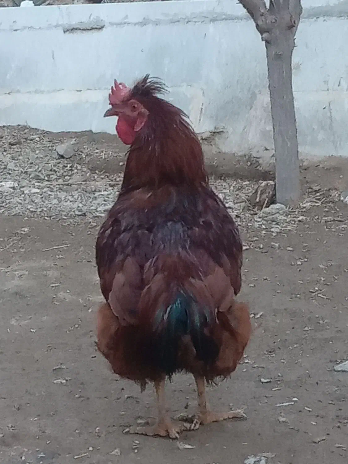 خروس|حیوانات مزرعه|انزل, |دیوار