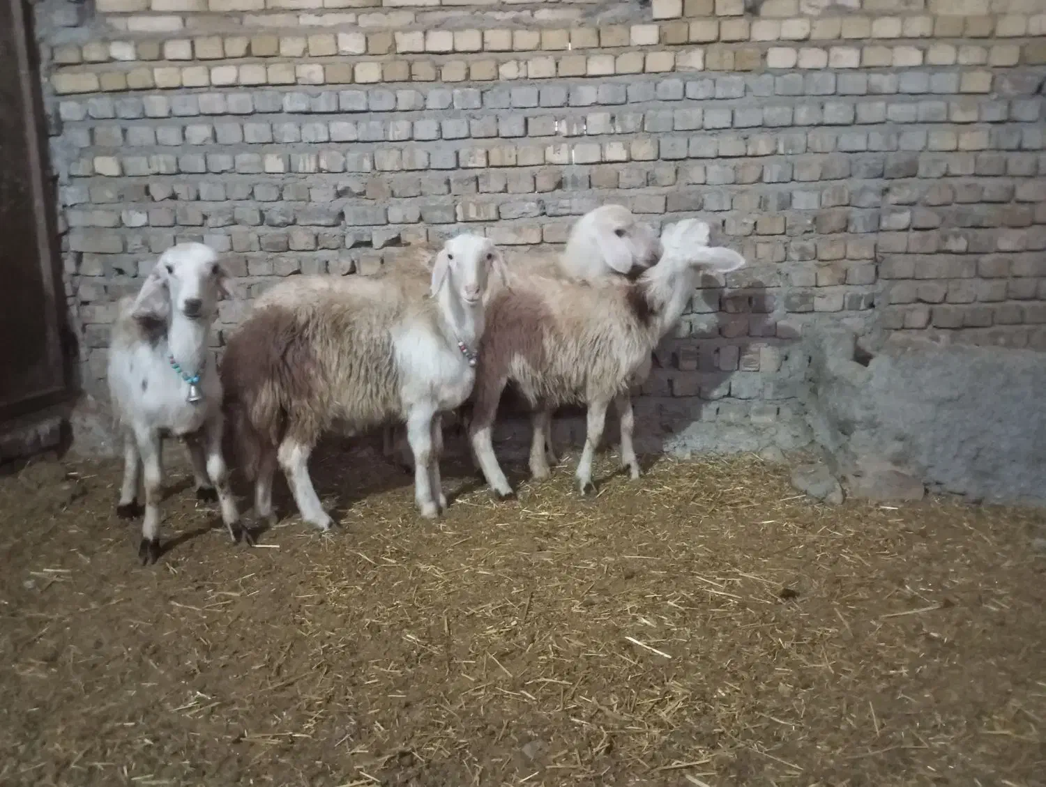 بره پلنگی  و افشار کله سفید|حیوانات مزرعه|بروجرد, |دیوار