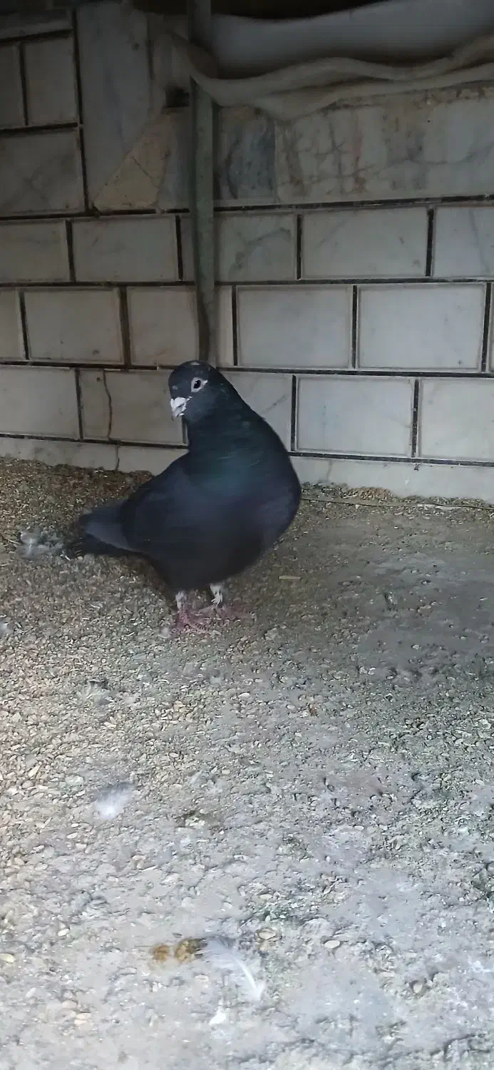 کفتر غلاق دمگیر|پرنده|خمینی‌شهر, |دیوار