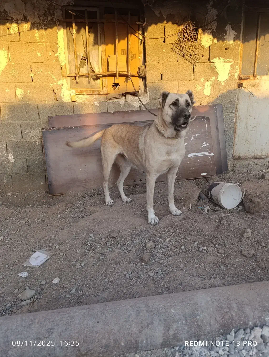 ماده سرابی فحل|سگ|قدس, شهرقدس|دیوار