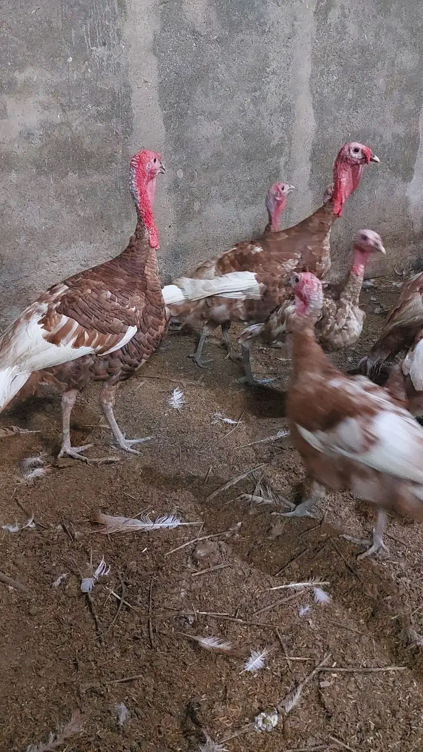 بوقلمون نژاد فوق سنگین بوربن اصل|حیوانات مزرعه|گرگان, |دیوار