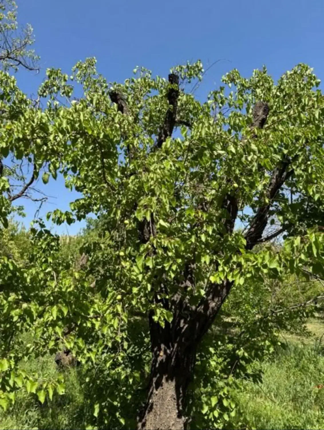 فروش باغ|فروش دفتر صنعتی، کشاورزی، تجاری|نهاوند, |دیوار