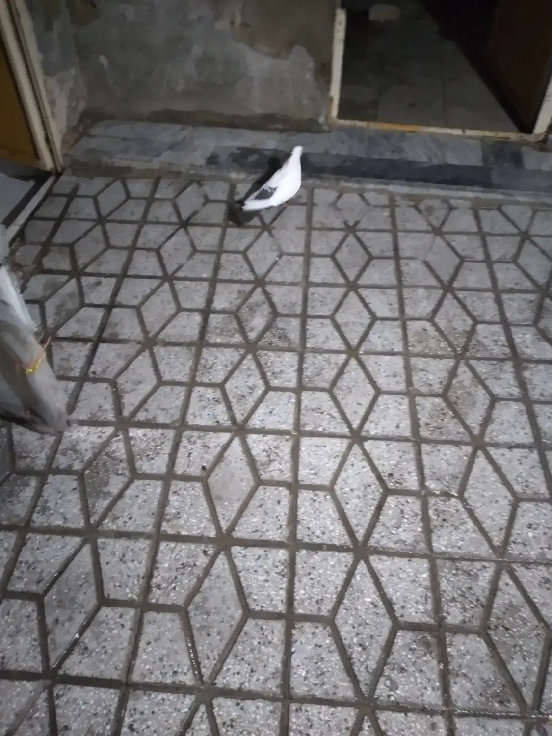 کبوتر ماده دم قهوه ای|پرنده|بروجرد, |دیوار