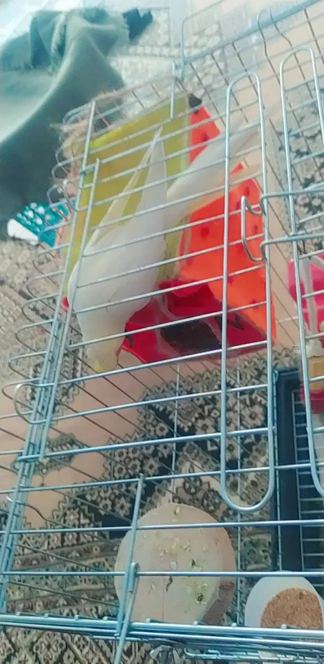 عروس هلندی ماده|پرنده|برخوار, |دیوار