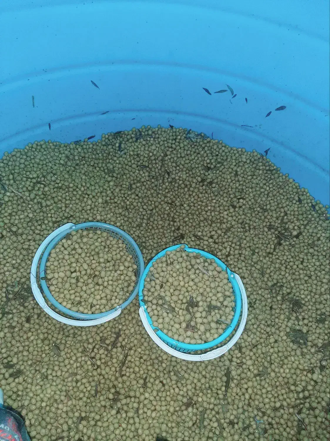 پخش عمده  زیتون در سراسر کشور|عمده‌فروشی|منجیل, |دیوار