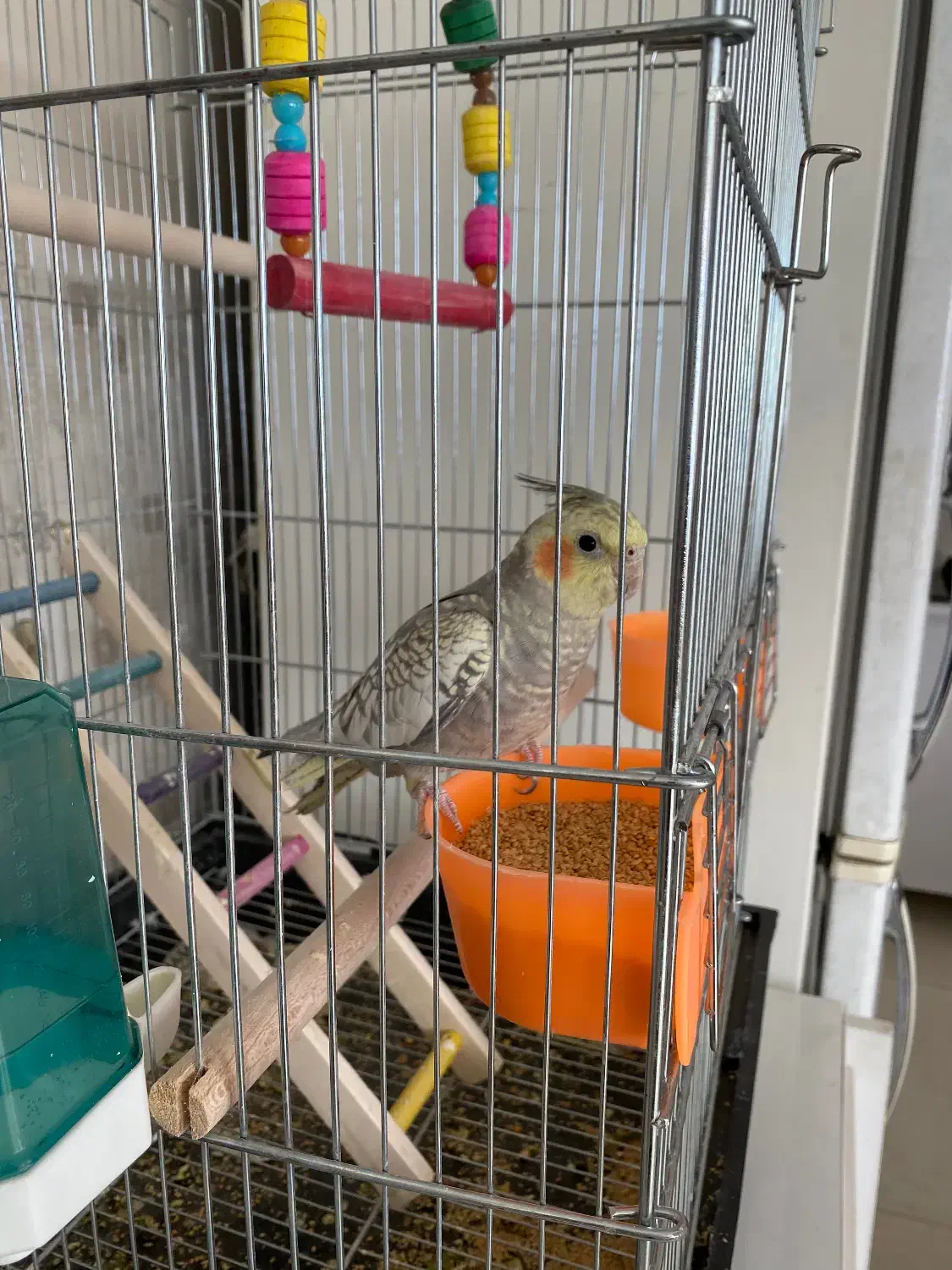 عروس هلندی نر چارماهه|پرنده|شاهینشهر, خانه کارگر|دیوار