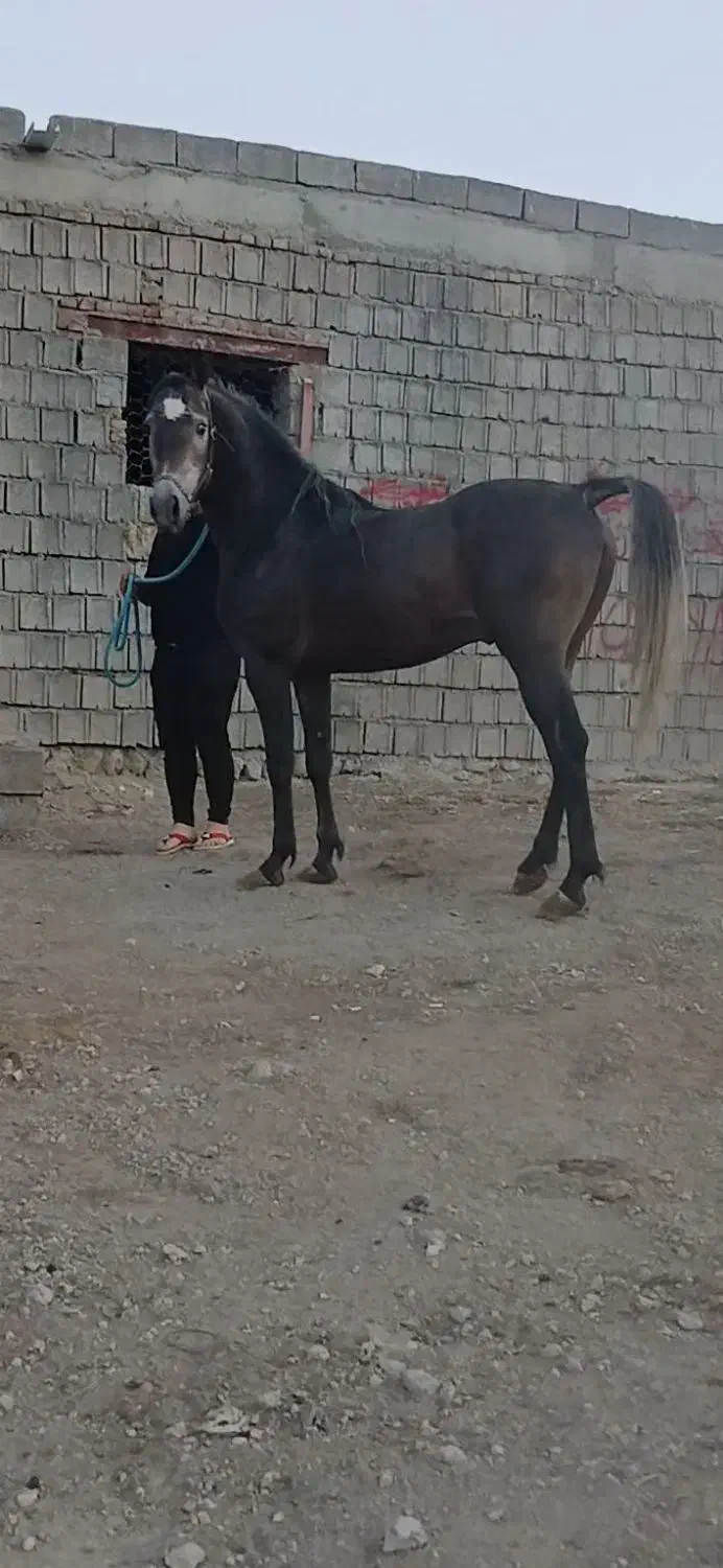 کره نریون 3به4نوه کامران قدیری|اسب و تجهیزات اسبسواری|ارومیه, |دیوار