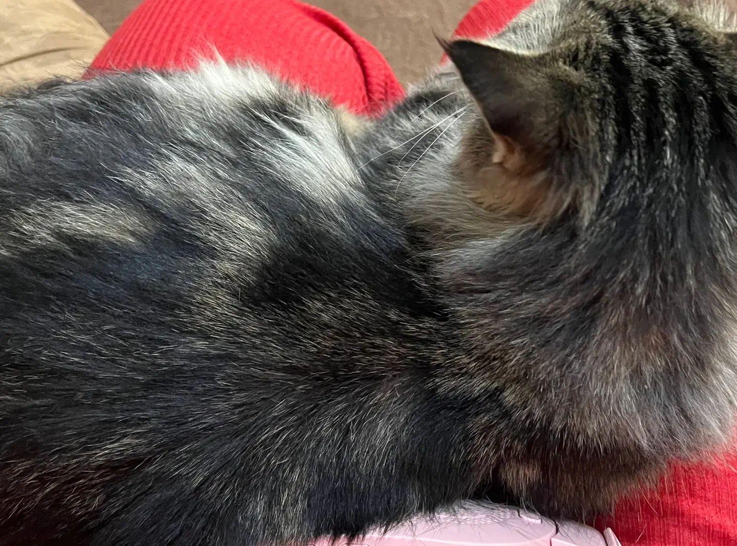 گربه پیدا شده (مو بلند)|حیوانات|یزد, |دیوار