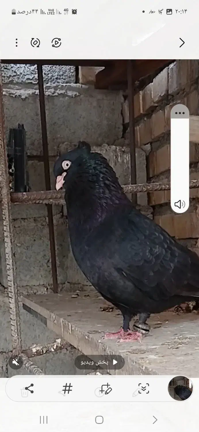 کبوتر|پرنده|کهنوج, |دیوار