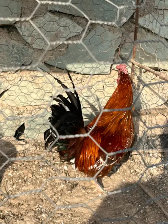 خروس گلین|حیوانات مزرعه|کرج, عظیمیه|دیوار