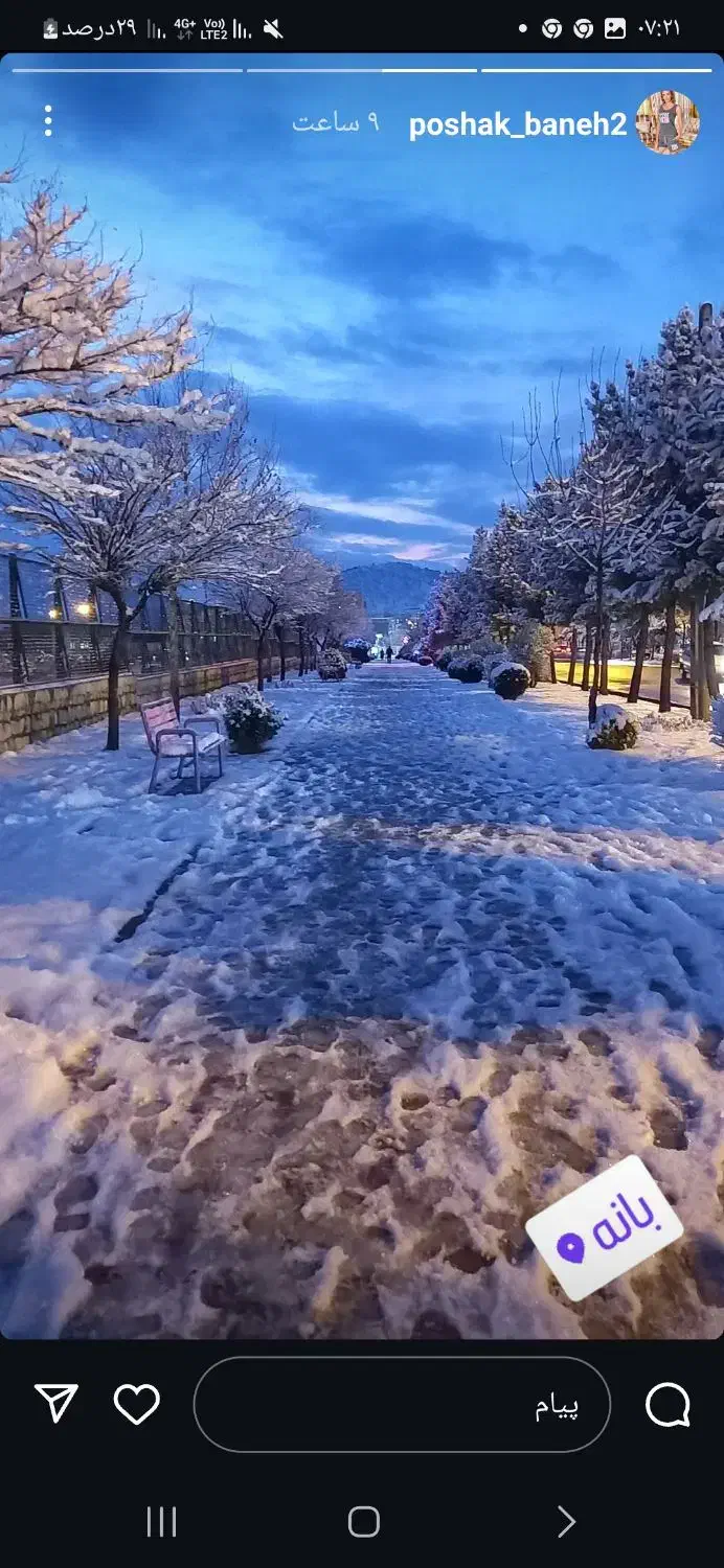 قارچ تازه چین|عمده‌فروشی|اسفراین, |دیوار