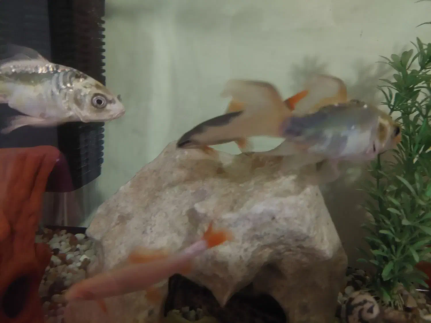 ماهی کوی و کت برنز|ماهی|تهران, جوادیه تهرانپارس|دیوار