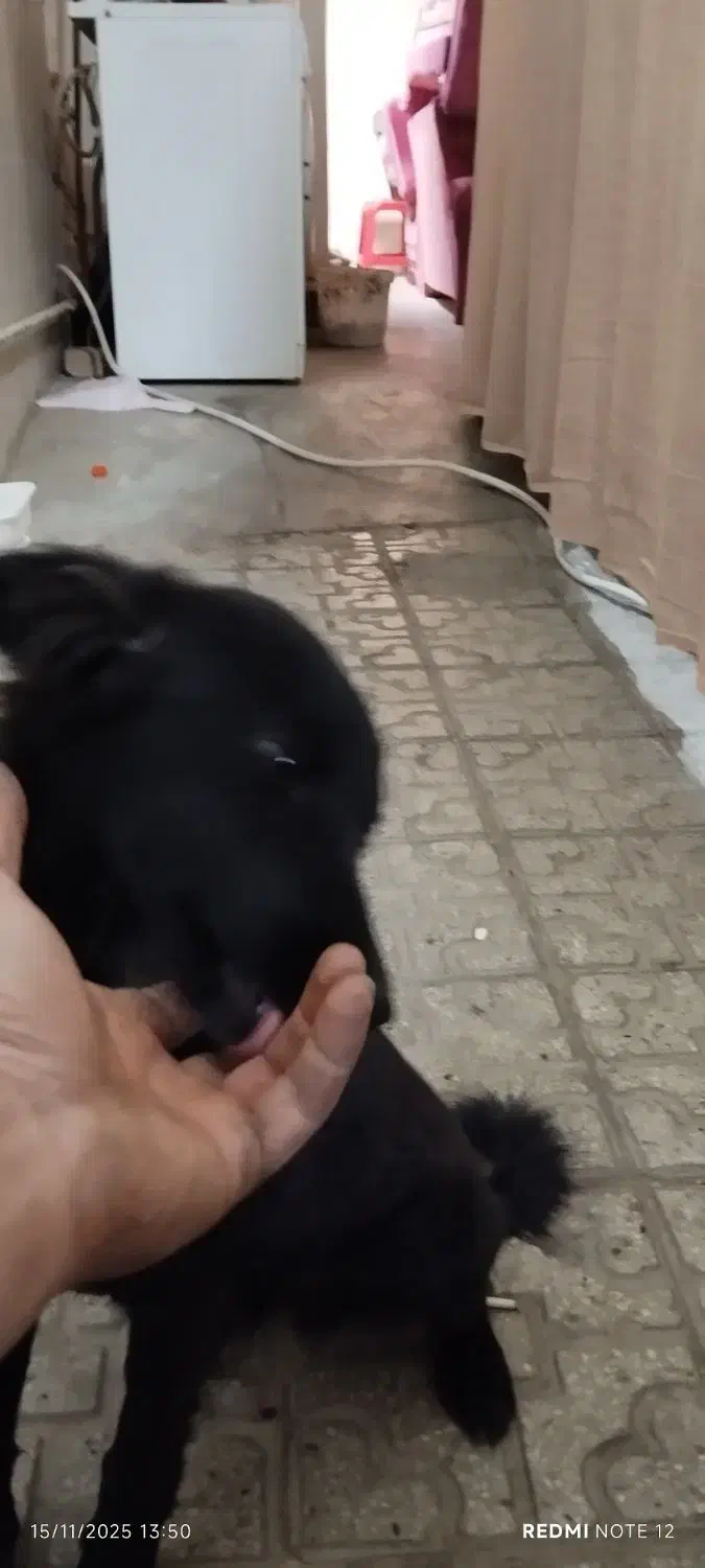 سگ مشکی|سگ|کاشمر, |دیوار