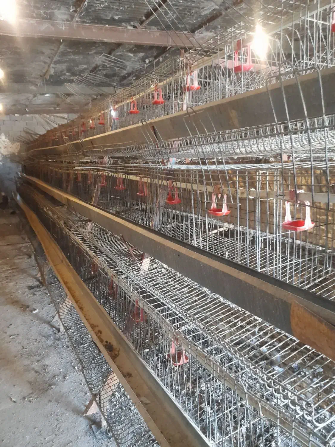 قفس مرغ تخمگذار|لوازم جانبی حیوانات|مشهد, محمدآباد|دیوار