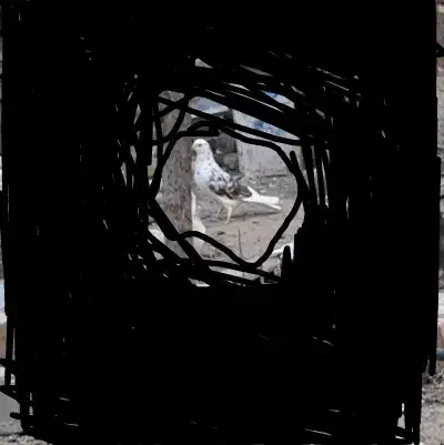 کفتر گمشده|پرنده|زرندیه, |دیوار