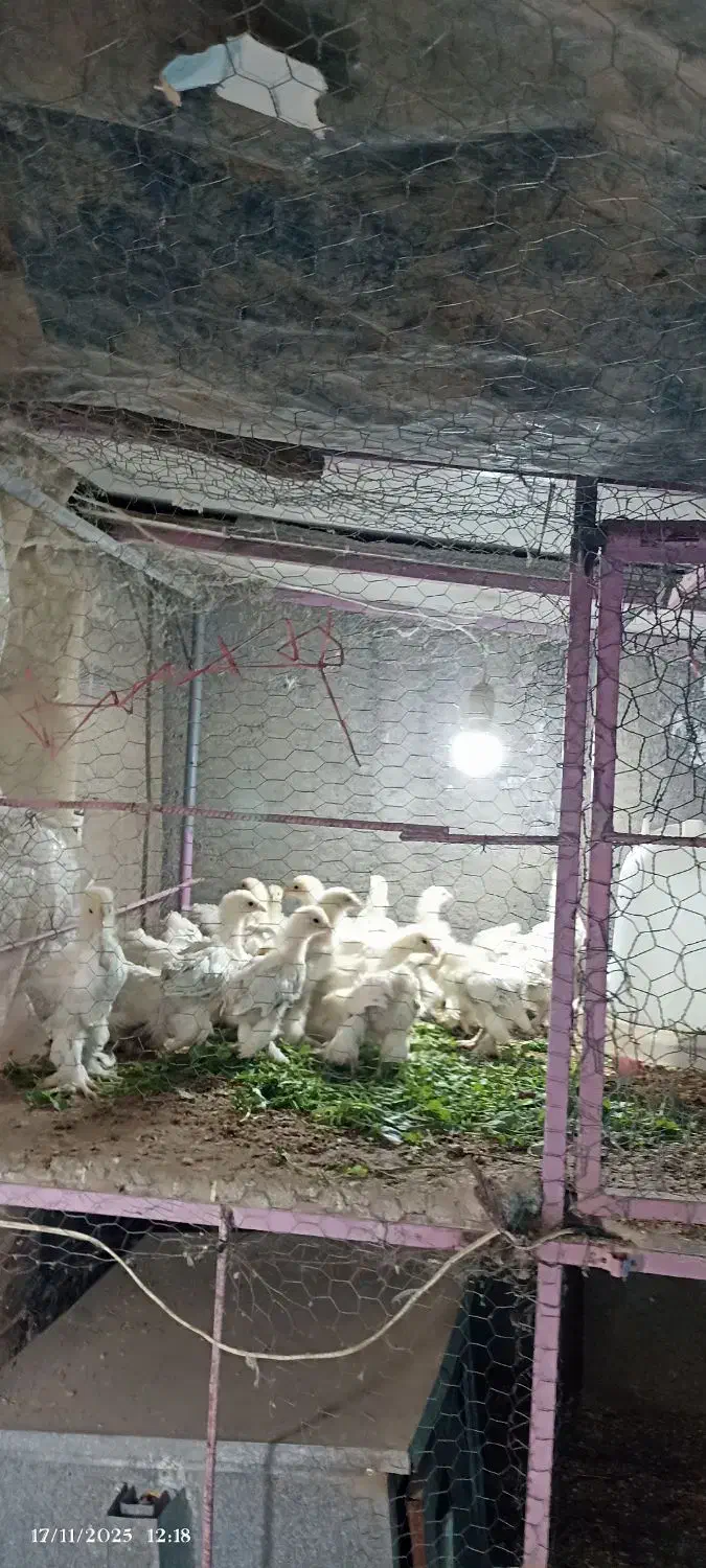 جوجه و تخم مرغ برهما|حیوانات مزرعه|دلند, |دیوار