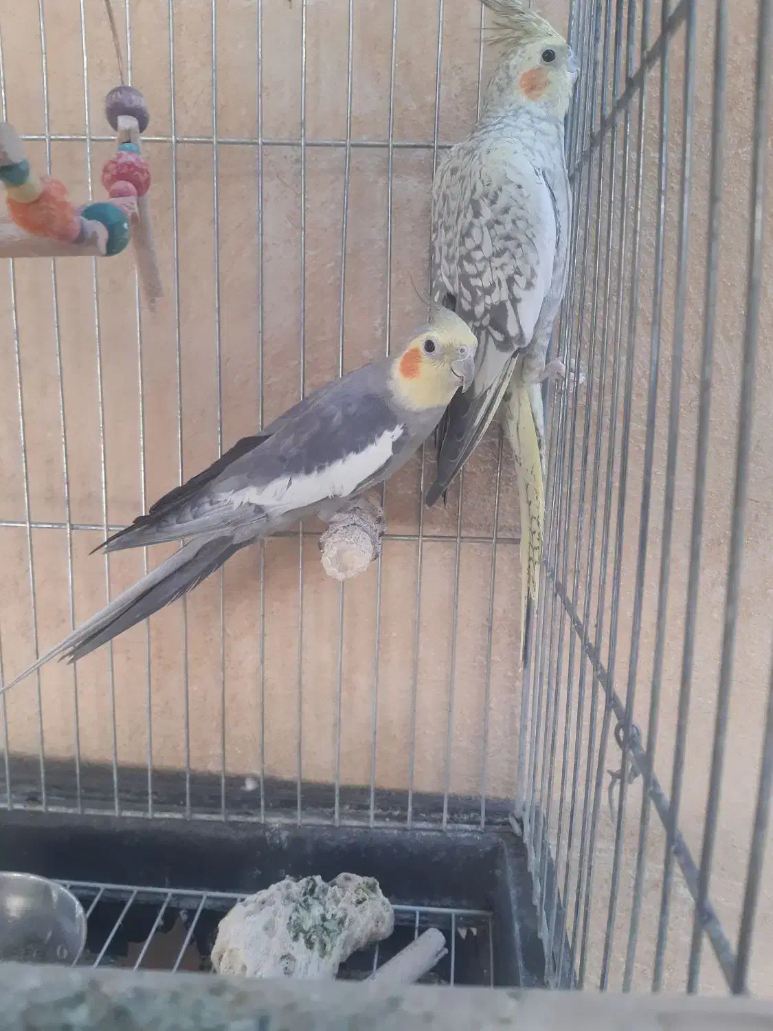 عروس هلندی|پرنده|نورآباد ممسنی, |دیوار