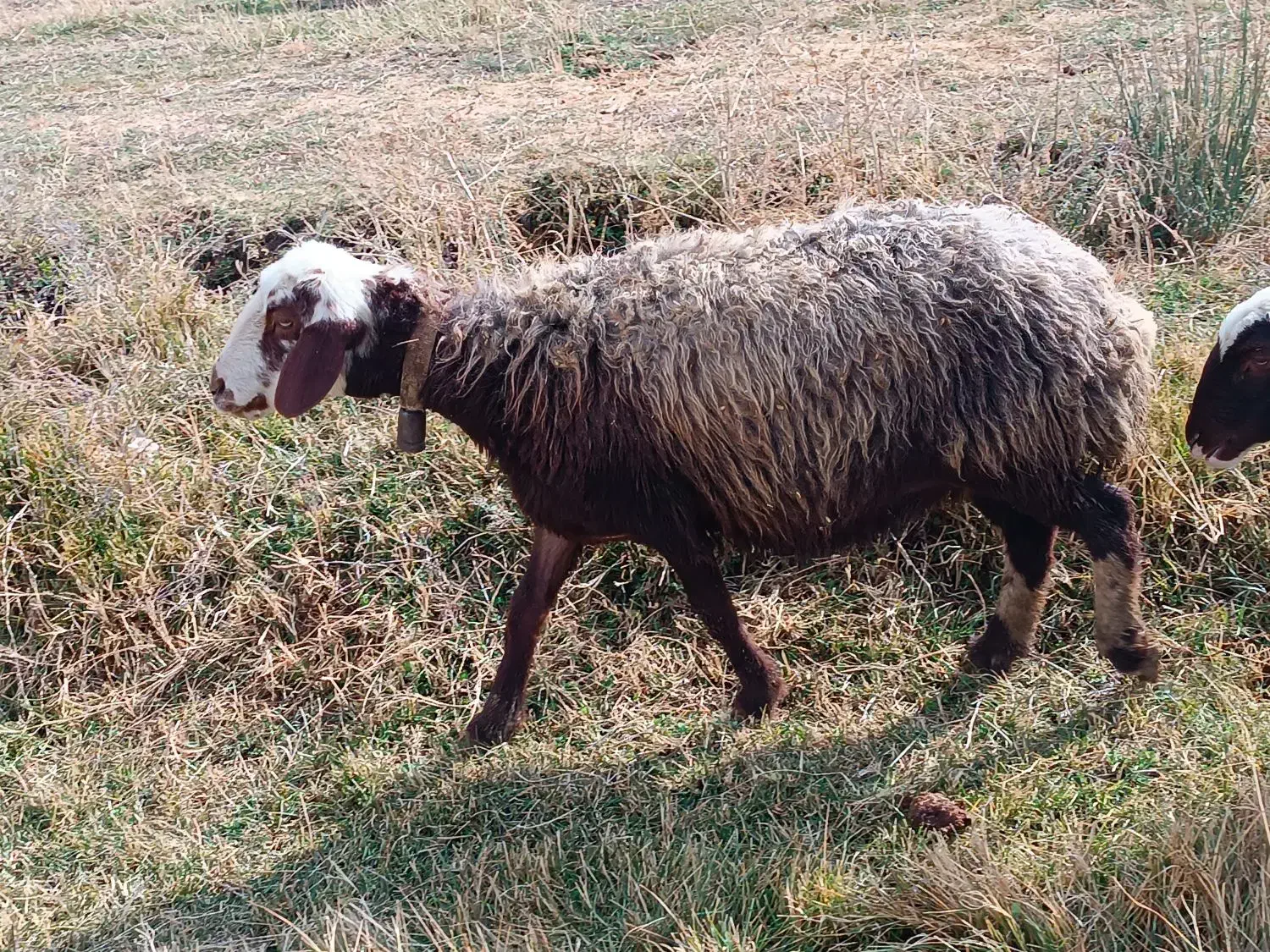 میش آبستن|حیوانات مزرعه|زاغه, |دیوار