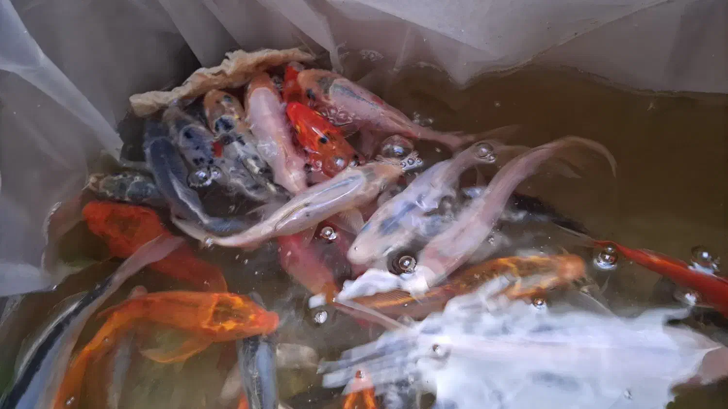 ماهی کوی|ماهی|مشهد, عامل|دیوار