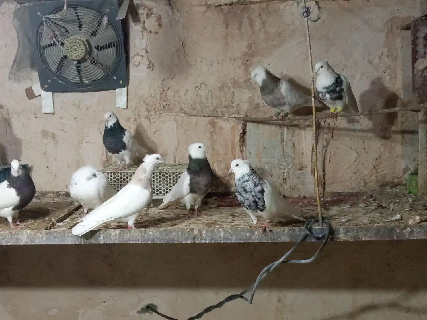 طوقی|پرنده|مریوان, |دیوار