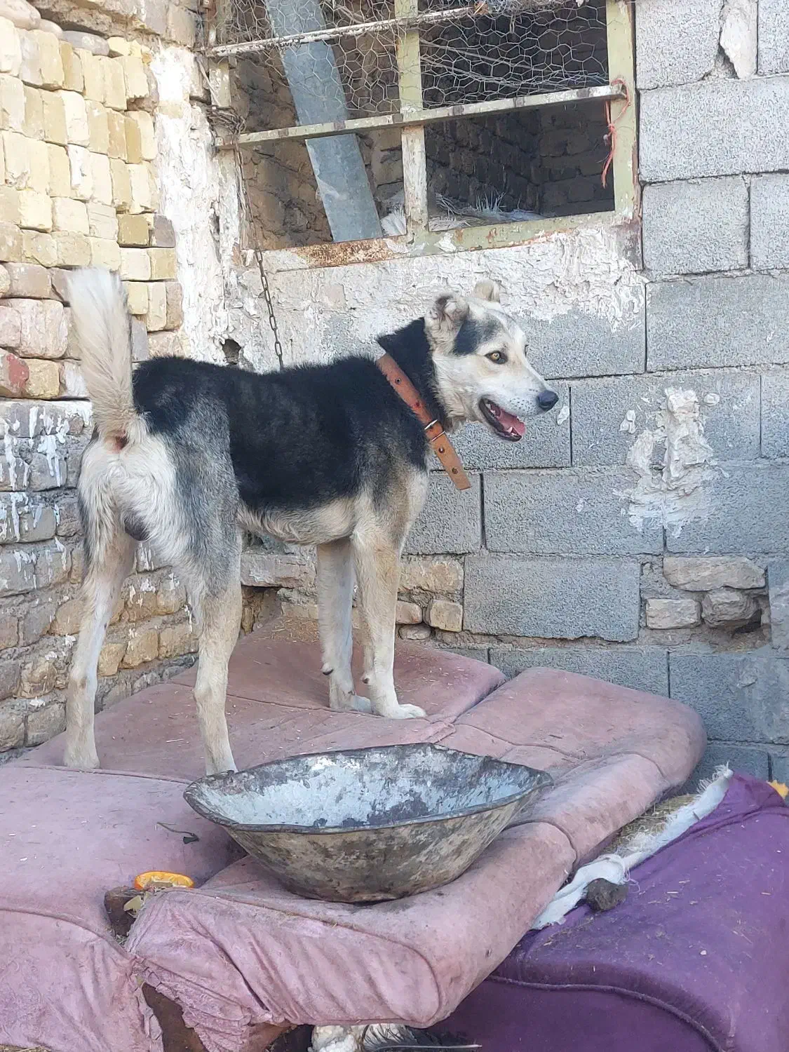 سگ گله|سگ|قزوین, |دیوار