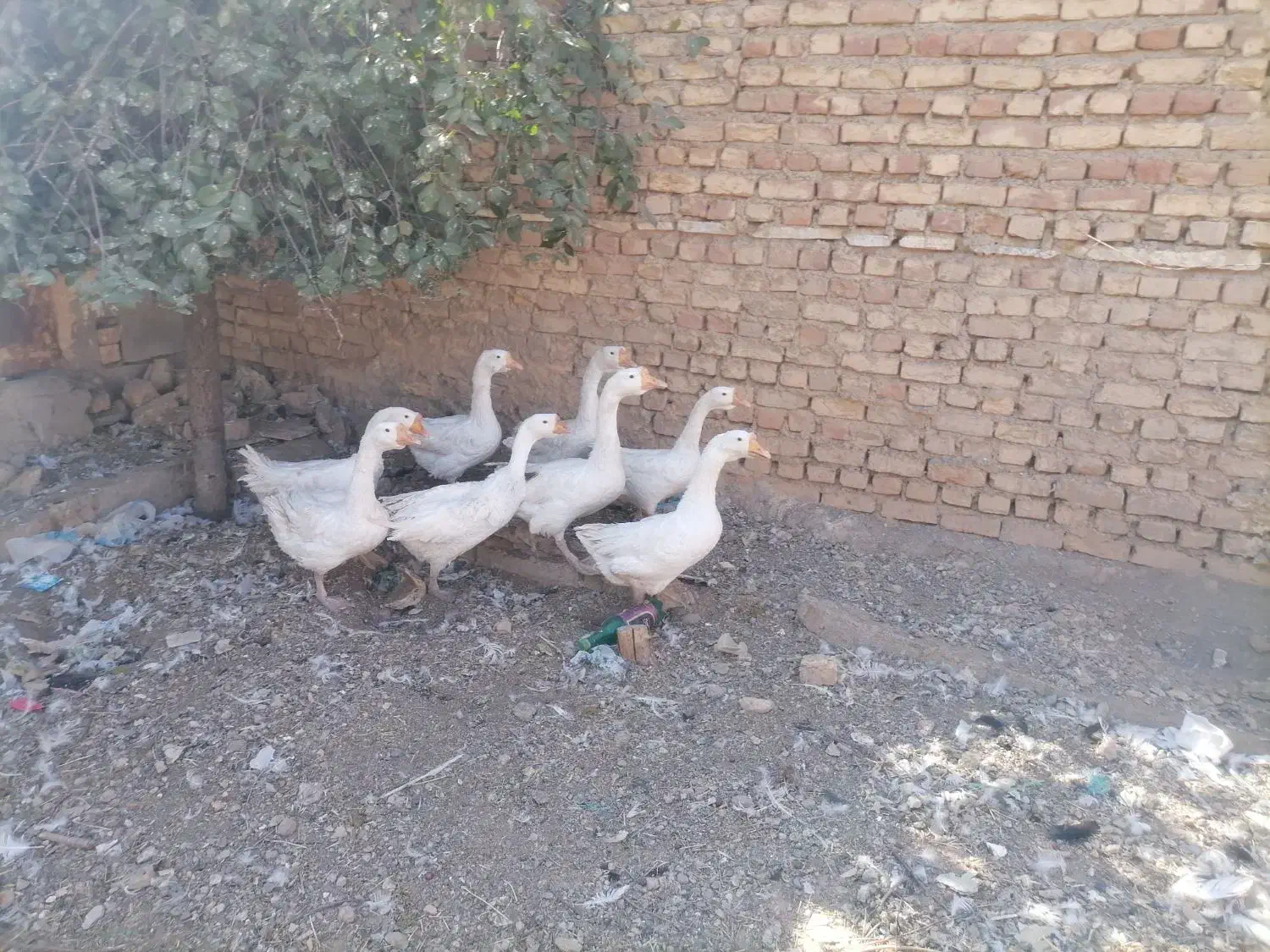 قو غاز جوان|حیوانات مزرعه|خمین, |دیوار