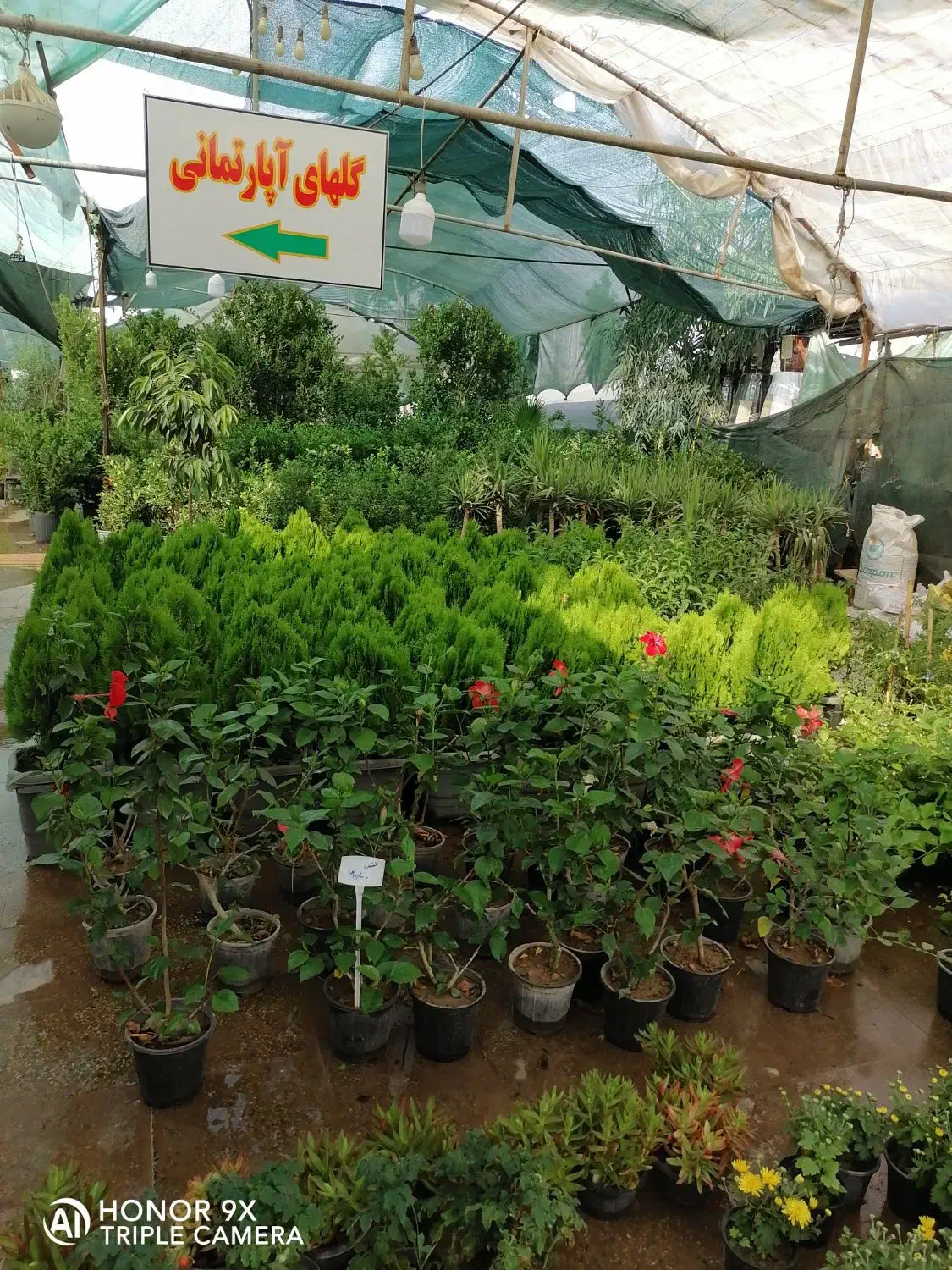درخواست کارگر جهت کار در گلخانه|استخدام خدمات فروشگاه و رستوران|شیراز, دشت چنار|دیوار