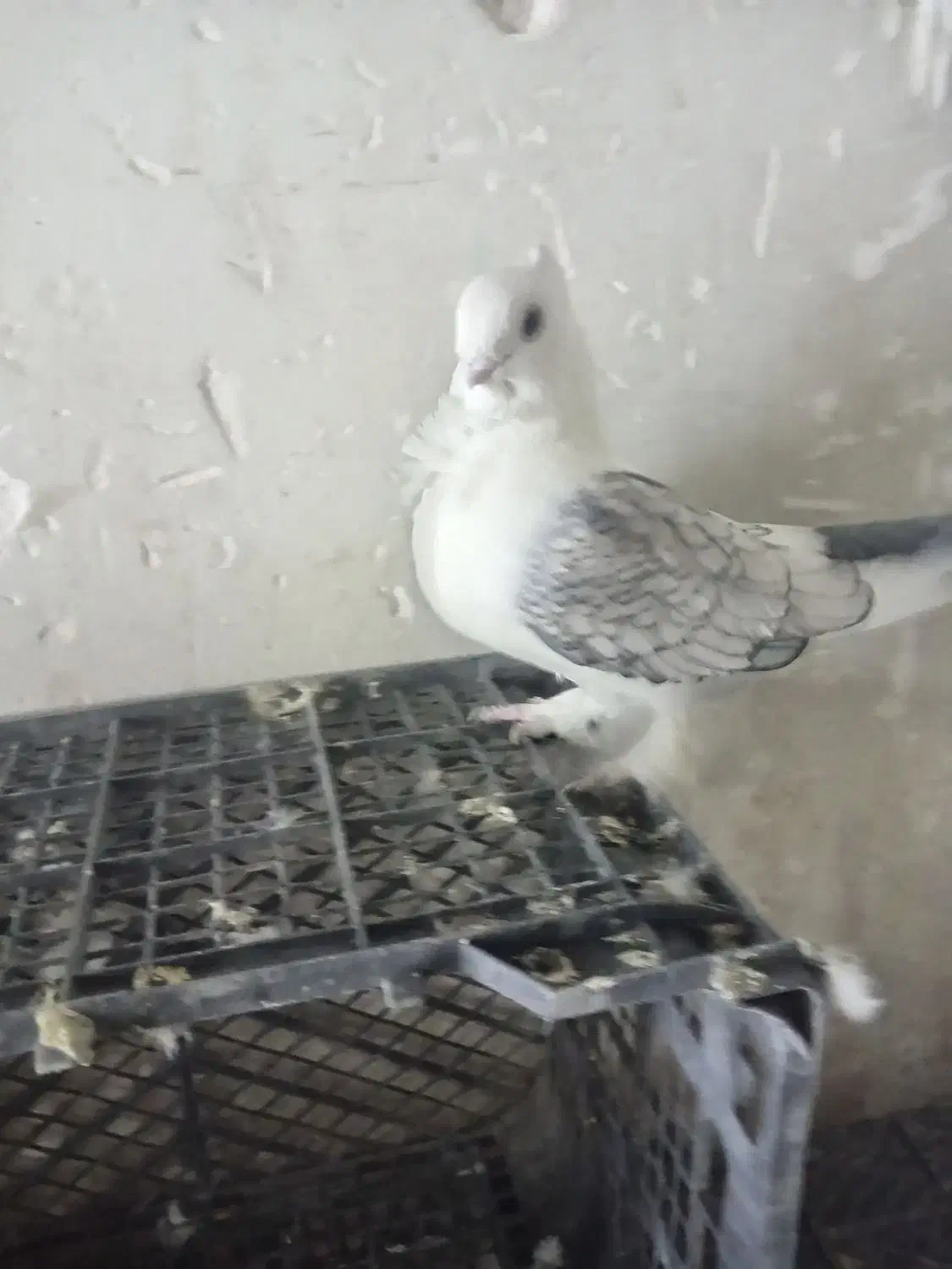 دو جفت کبوتر بلژیکی|پرنده|کرمانشاه, |دیوار