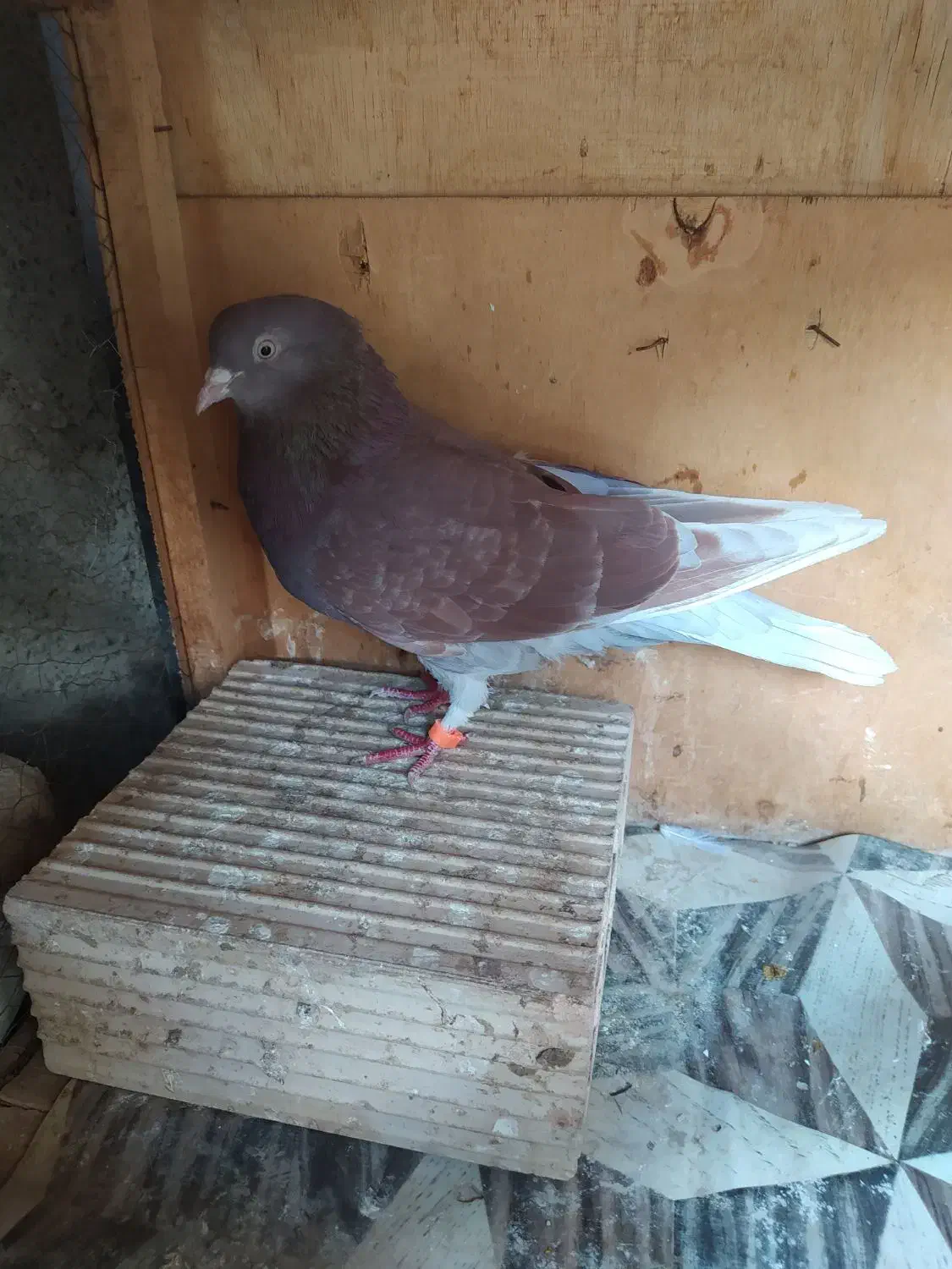 کفتر ماده|پرنده|هشتگرد, مدرس|دیوار