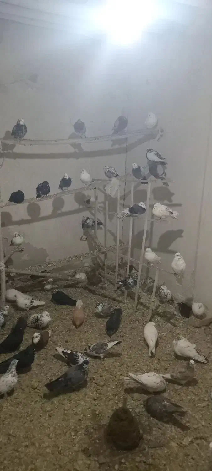 کبوتر پرشی|پرنده|نهاوند, |دیوار