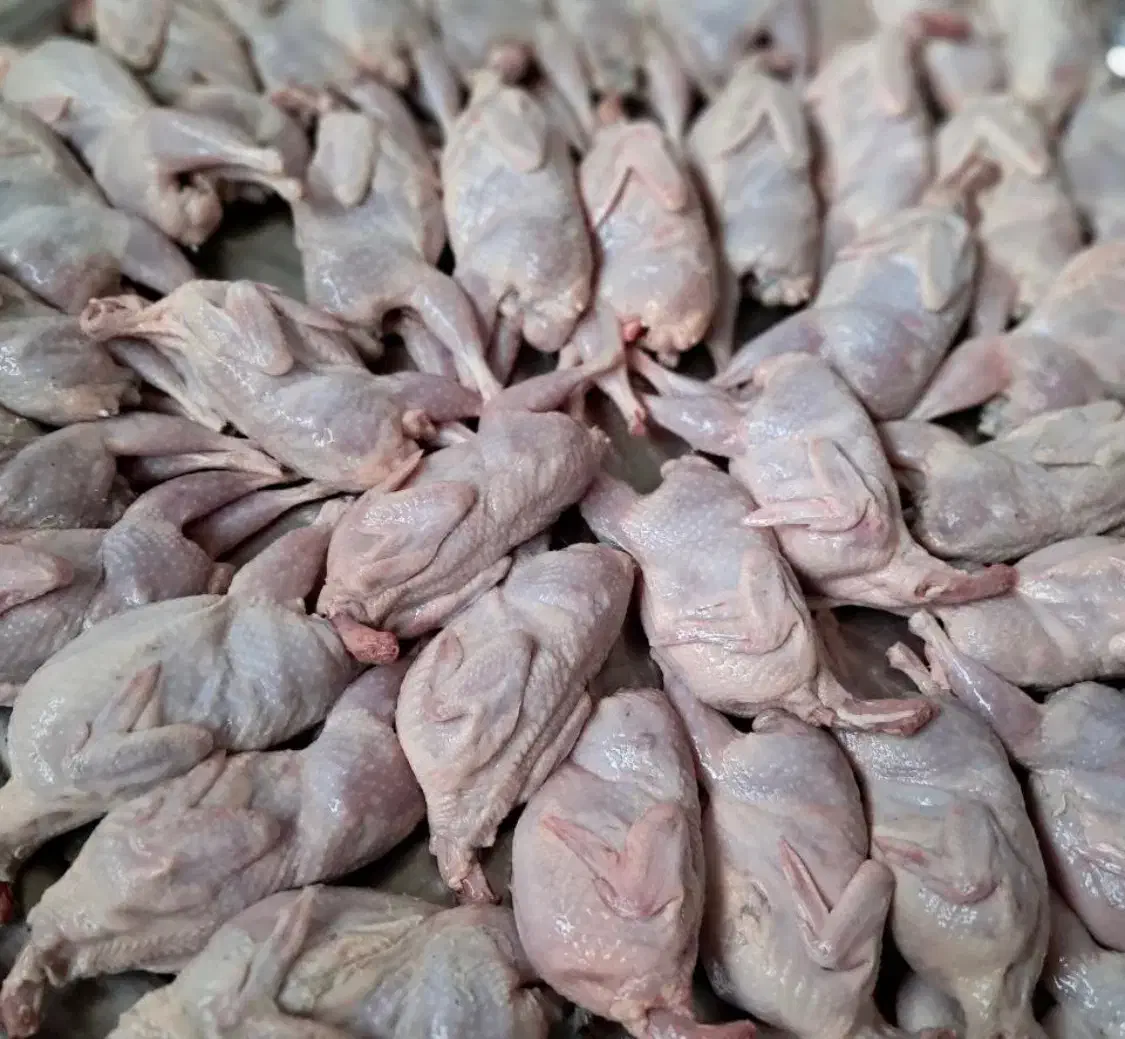 گوشت بلدرچین و بلدرچین نر چاق|حیوانات مزرعه|تربت جام, علوی|دیوار