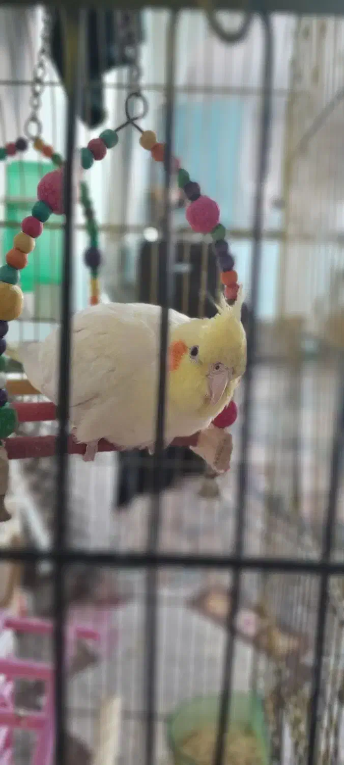 گمشدها|حیوانات|دورود, |دیوار