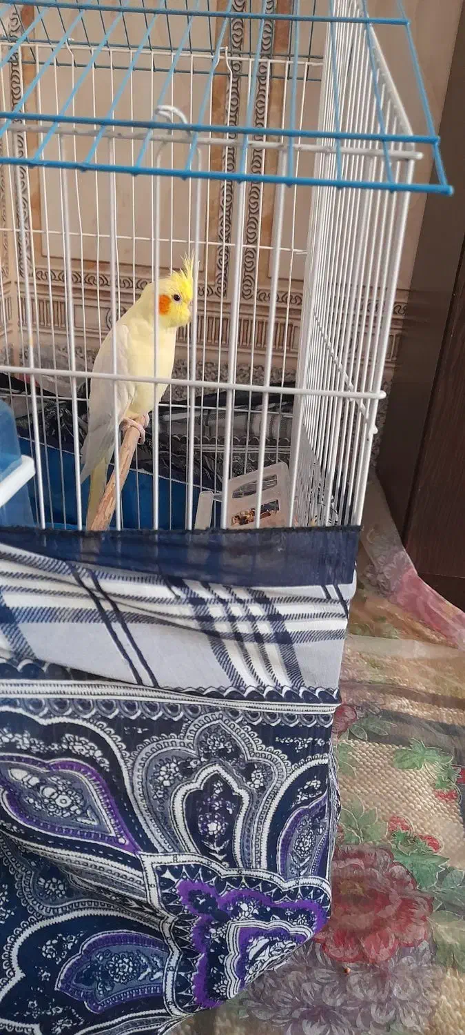 عروس هلندی|پرنده|بهار, |دیوار