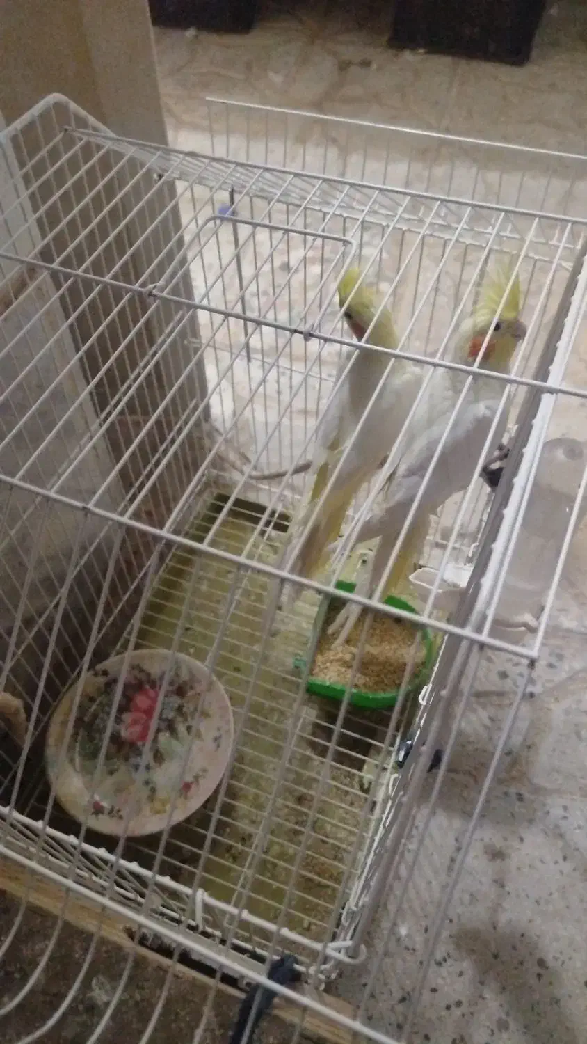 عروس هلندی|پرنده|دره شهر, |دیوار