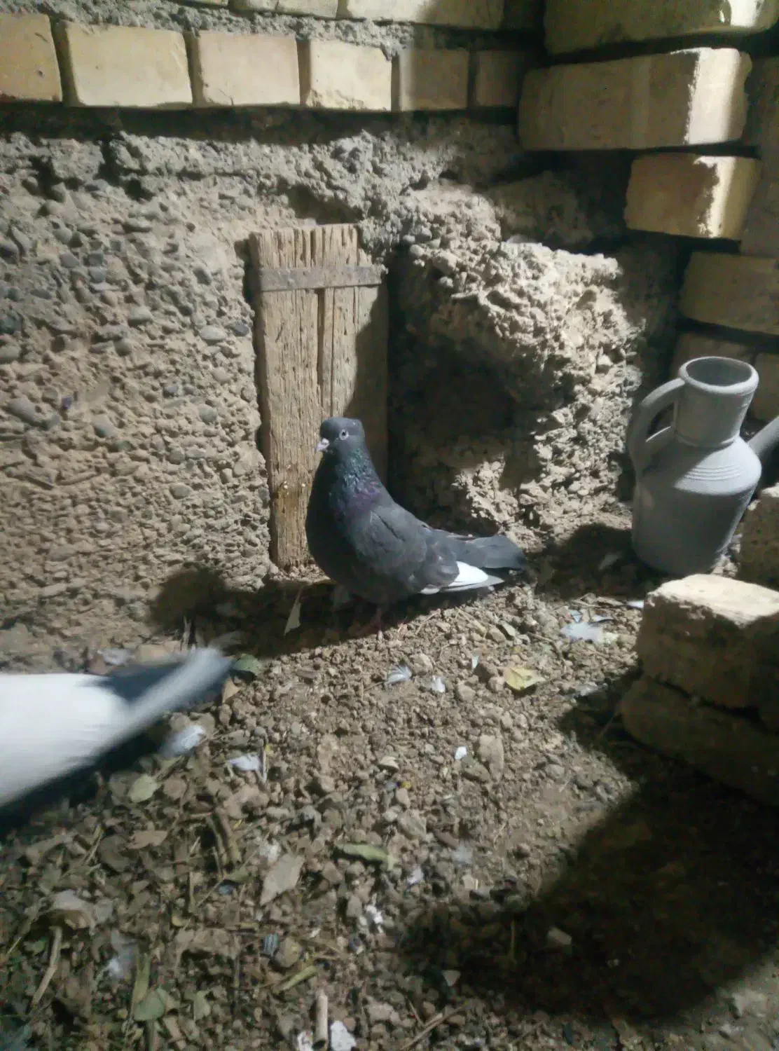 کبوتر|پرنده|خمینی‌شهر, |دیوار