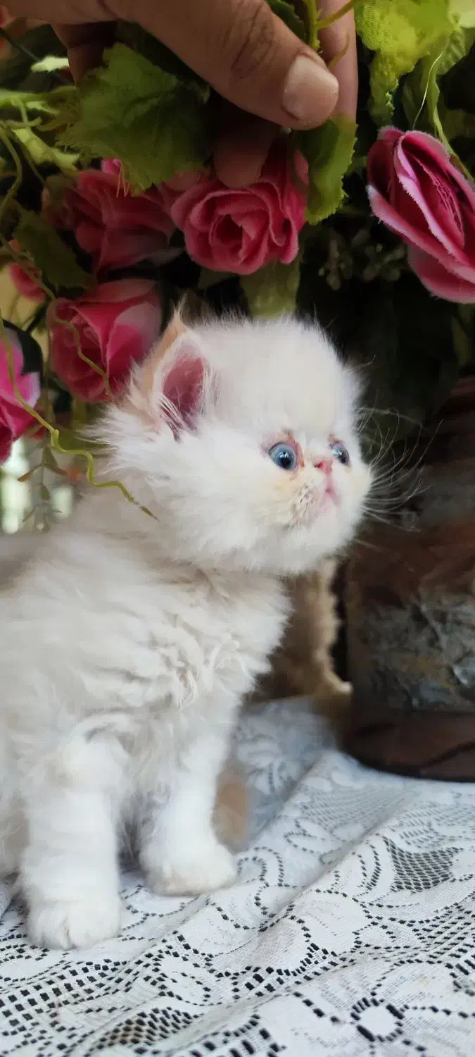 گربه پرشین سوپرفلت|گربه|کرمانشاه, |دیوار