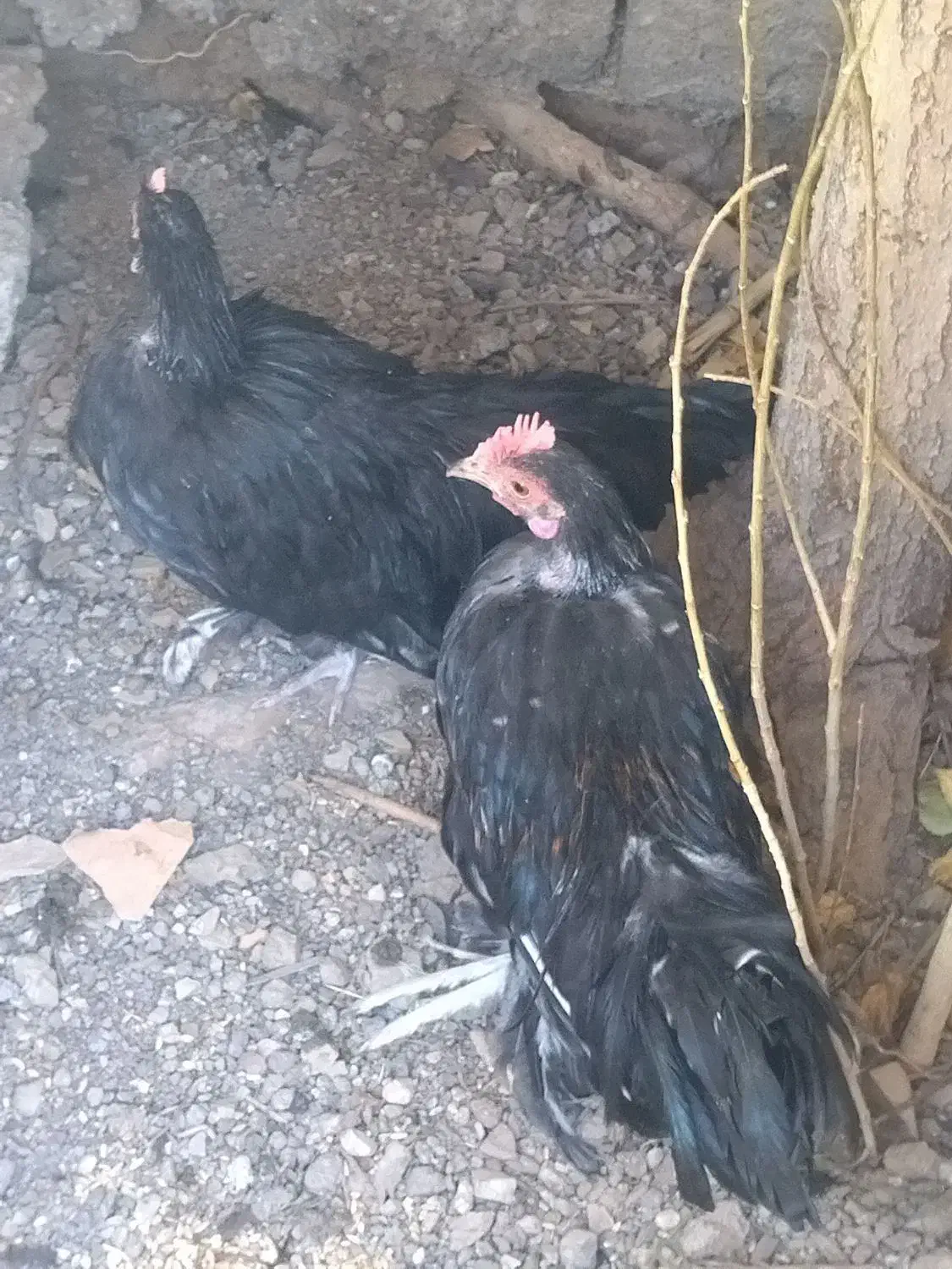 مرغ خروس فونیکس|حیوانات مزرعه|بومهن, |دیوار