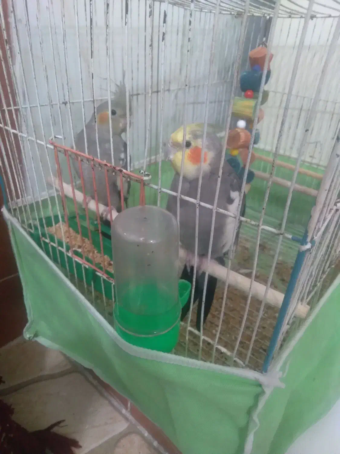 عروس هلندی|پرنده|گرگان, |دیوار