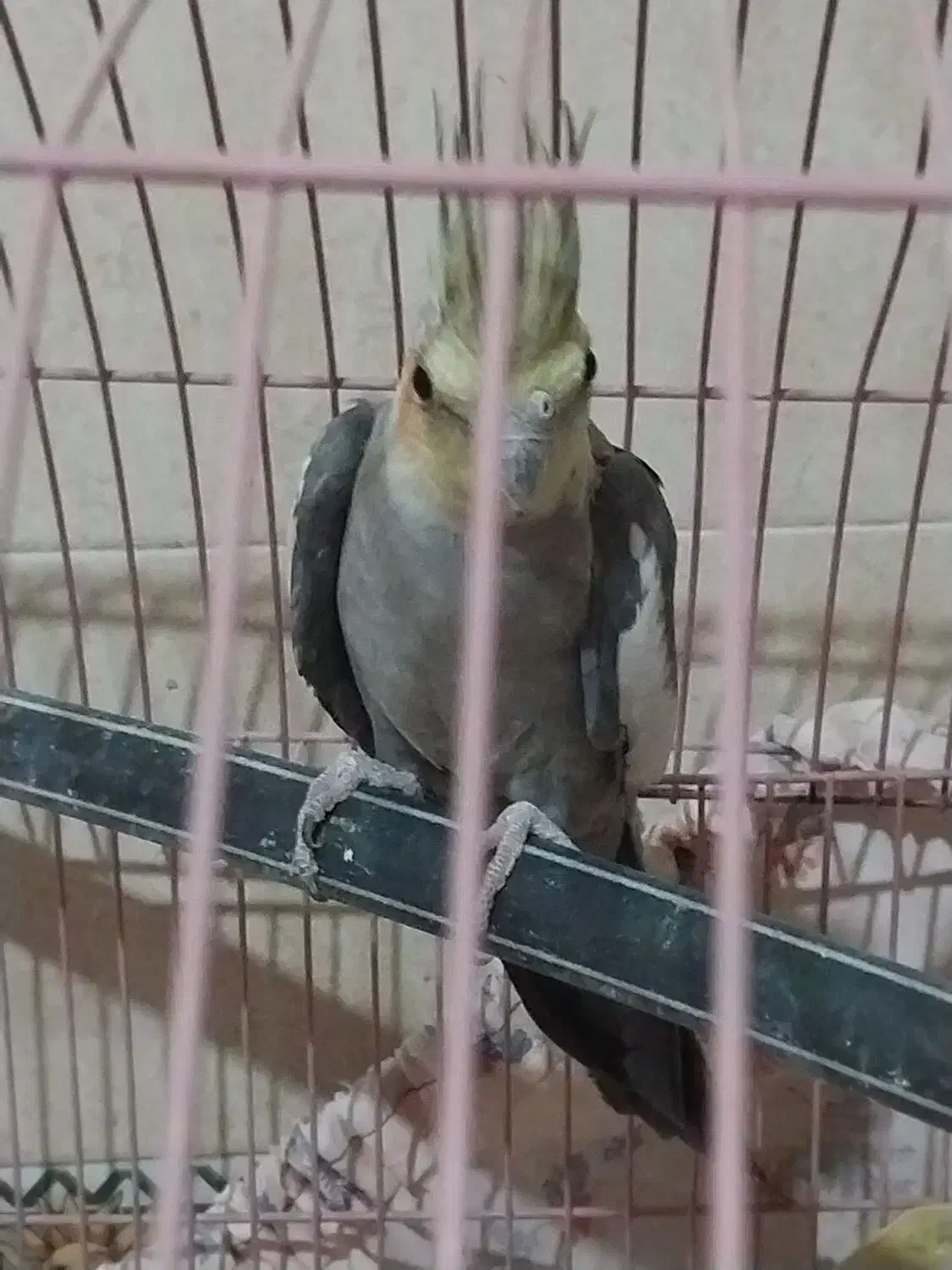 فروش نرسیامون به شرط جوجه ودامپزشکی|پرنده|گرمسار, |دیوار