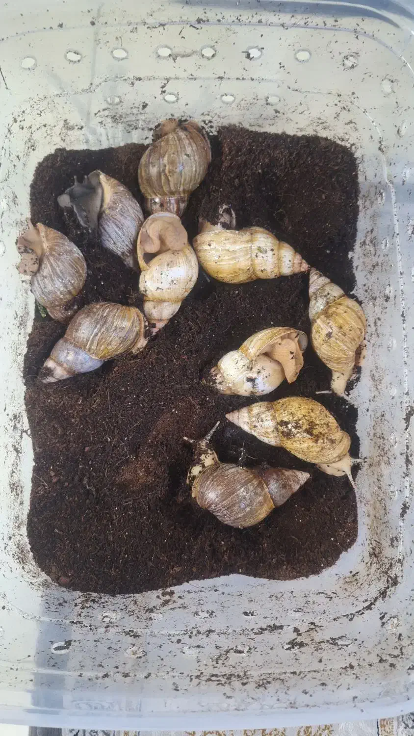 حلزون مولد|خزنده|اصفهان, کوی امیریه|دیوار