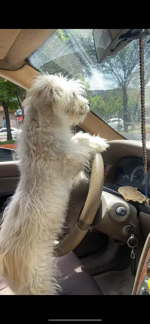 شیتزو ماده|سگ|اردبیل, |دیوار