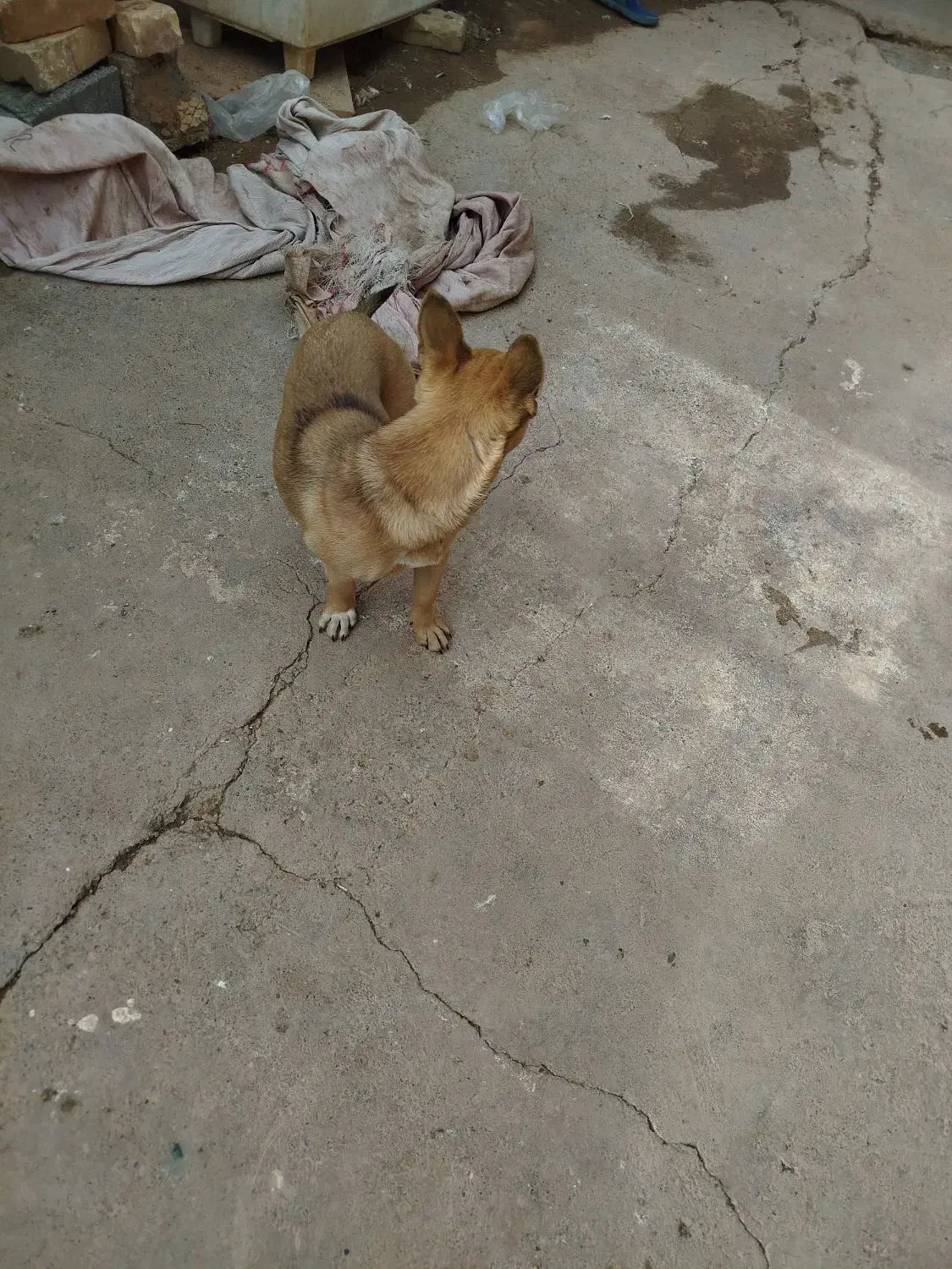 واگذاری سگ پاکوتا|سگ|تربت جام, جامرود|دیوار