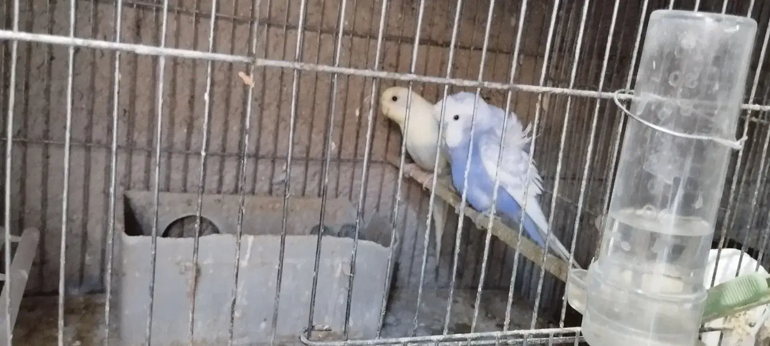 مرغ عشق طوطی برزیلی|پرنده|محمدشهر, ولدآباد بزرگ|دیوار