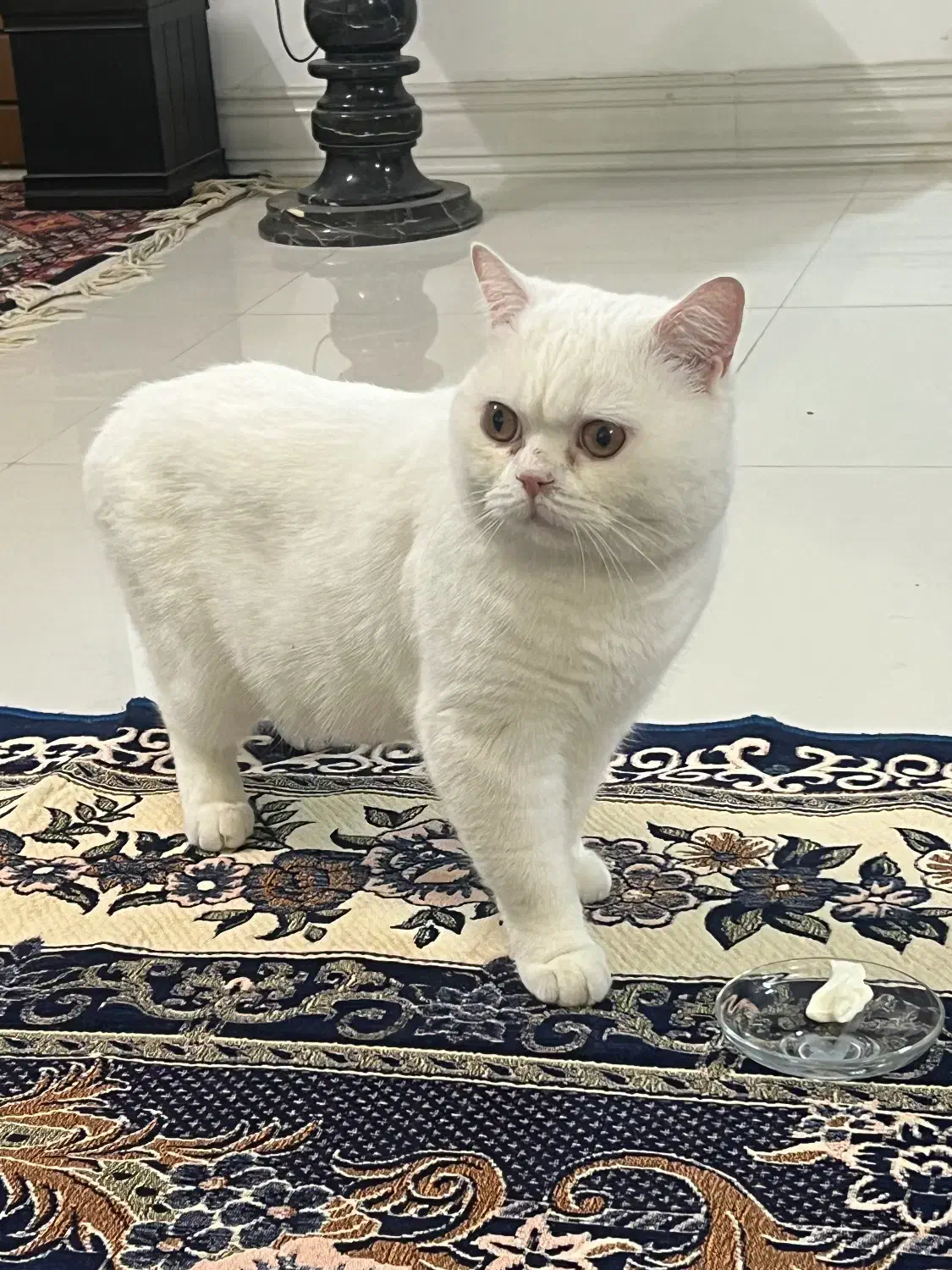 نر بریتیش اسکاتیش فقط برای جفتگیری|گربه|قم, چهل درخت‎|دیوار